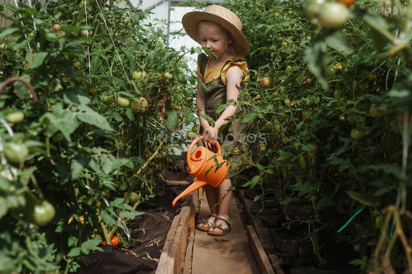 A little girl in a straw hat is picking tomatoes in a greenhouse. Harvest concept. Watering plants with water, caring for tomatoes.