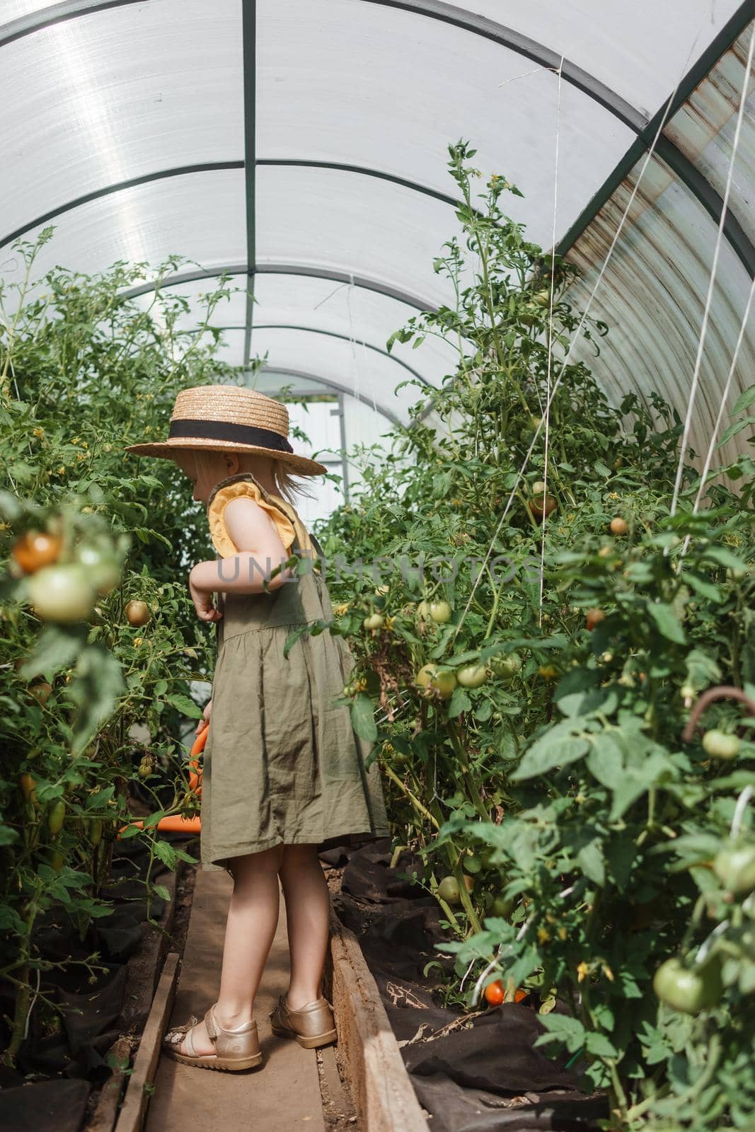 A little girl in a straw hat is picking tomatoes in a greenhouse. Harvest concept. Watering plants with water, caring for tomatoes.