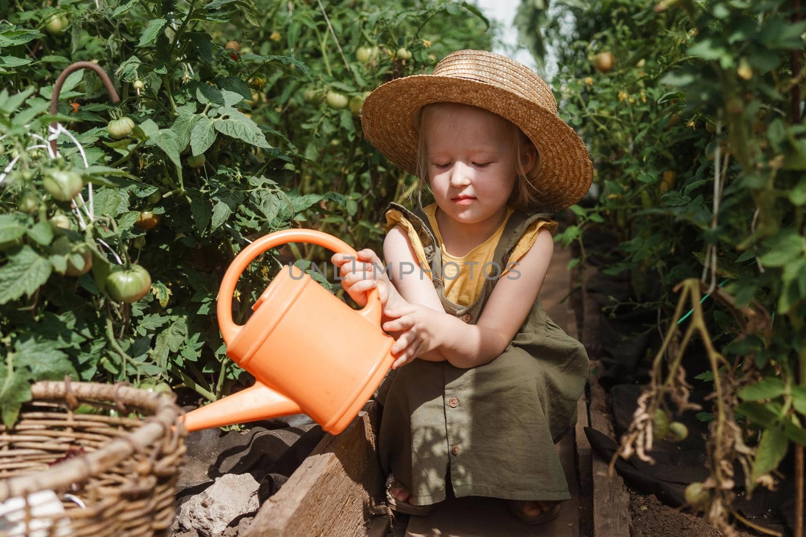 A little girl in a straw hat is picking tomatoes in a greenhouse. Harvest concept. Watering plants with water, caring for tomatoes.