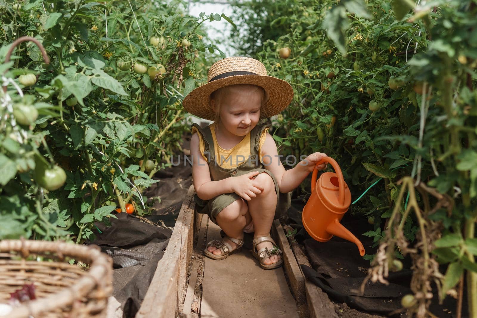 A little girl in a straw hat is picking tomatoes in a greenhouse. Harvest concept. Watering plants with water, caring for tomatoes.