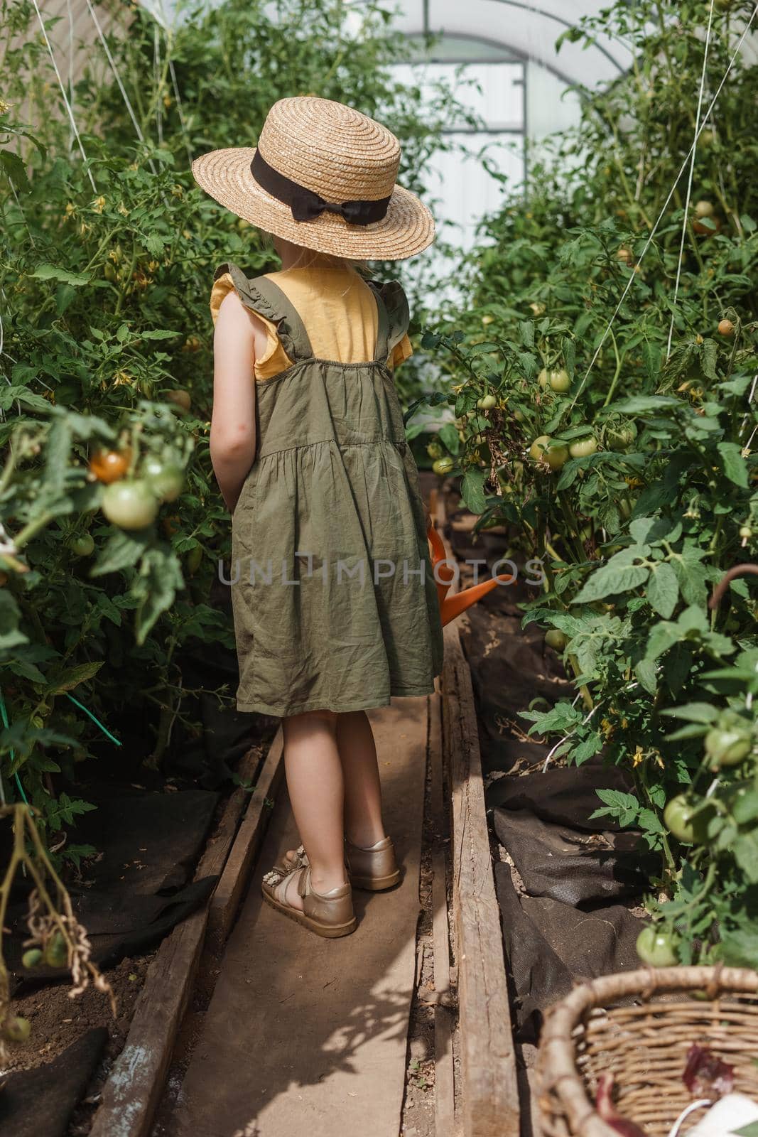 A little girl in a straw hat is picking tomatoes in a greenhouse. Harvest concept. Watering plants with water, caring for tomatoes.