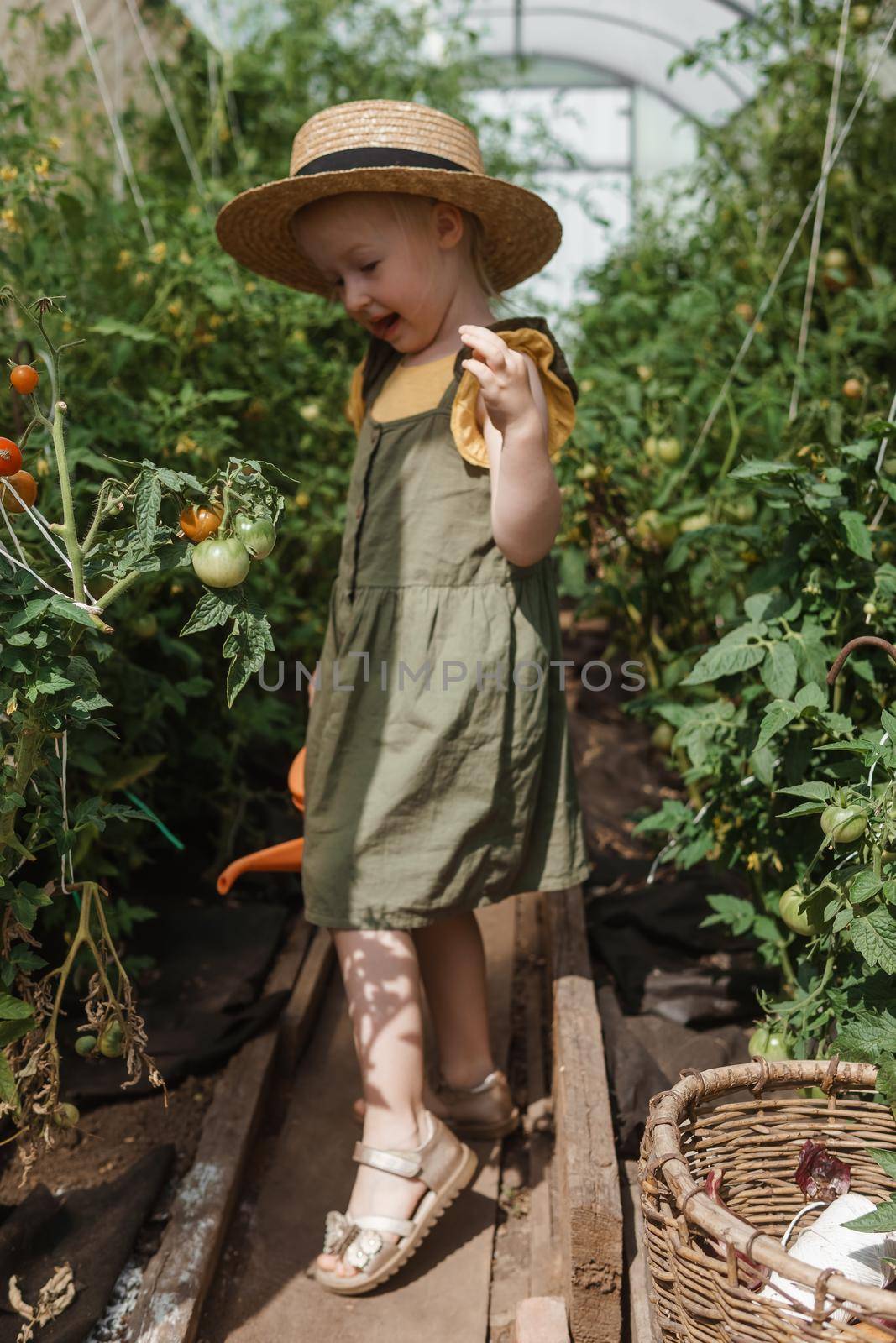 A little girl in a straw hat is picking tomatoes in a greenhouse. Harvest concept. Watering plants with water, caring for tomatoes.