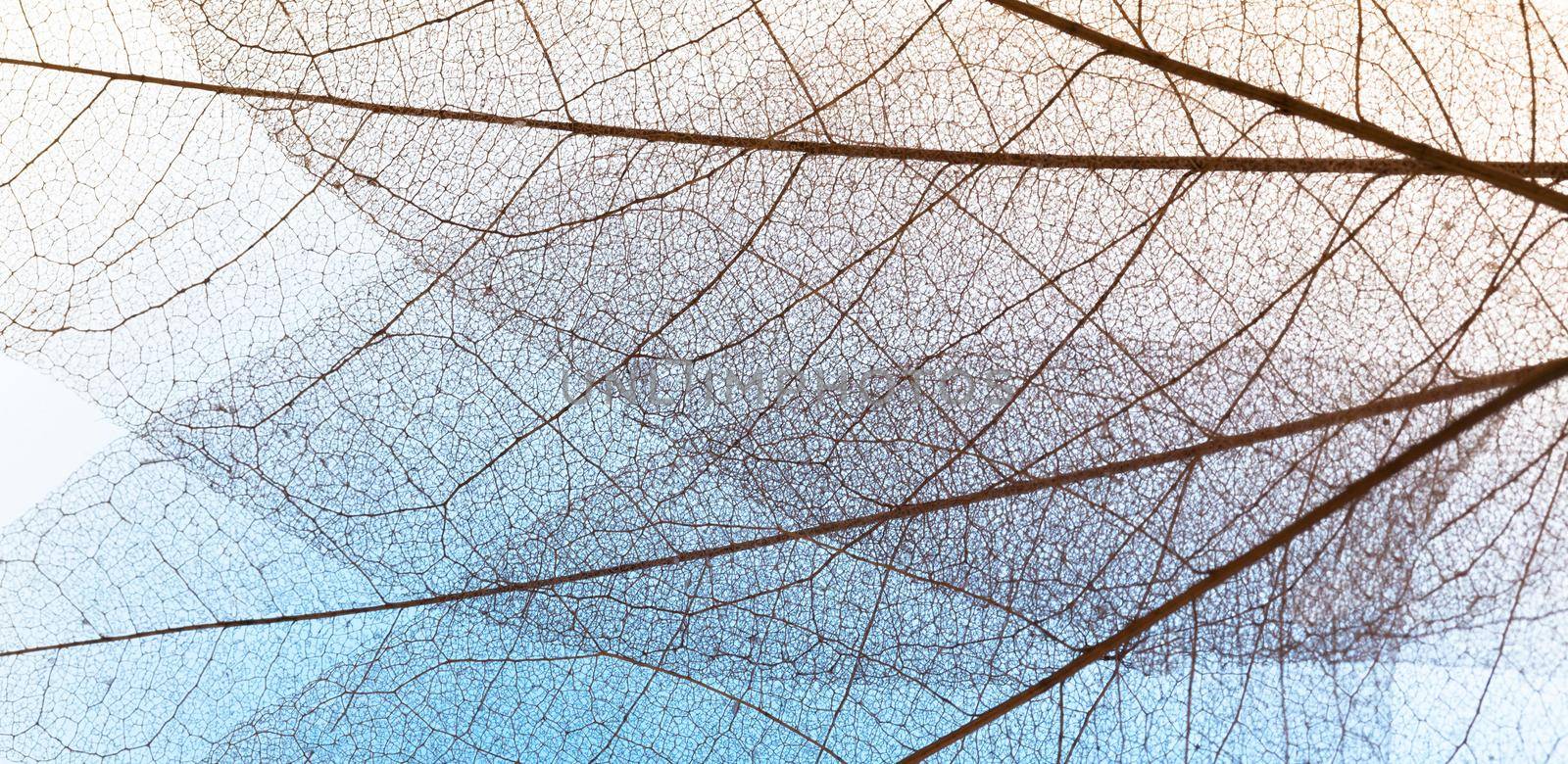 flat lay transparent leaves lamina texture by Zahard