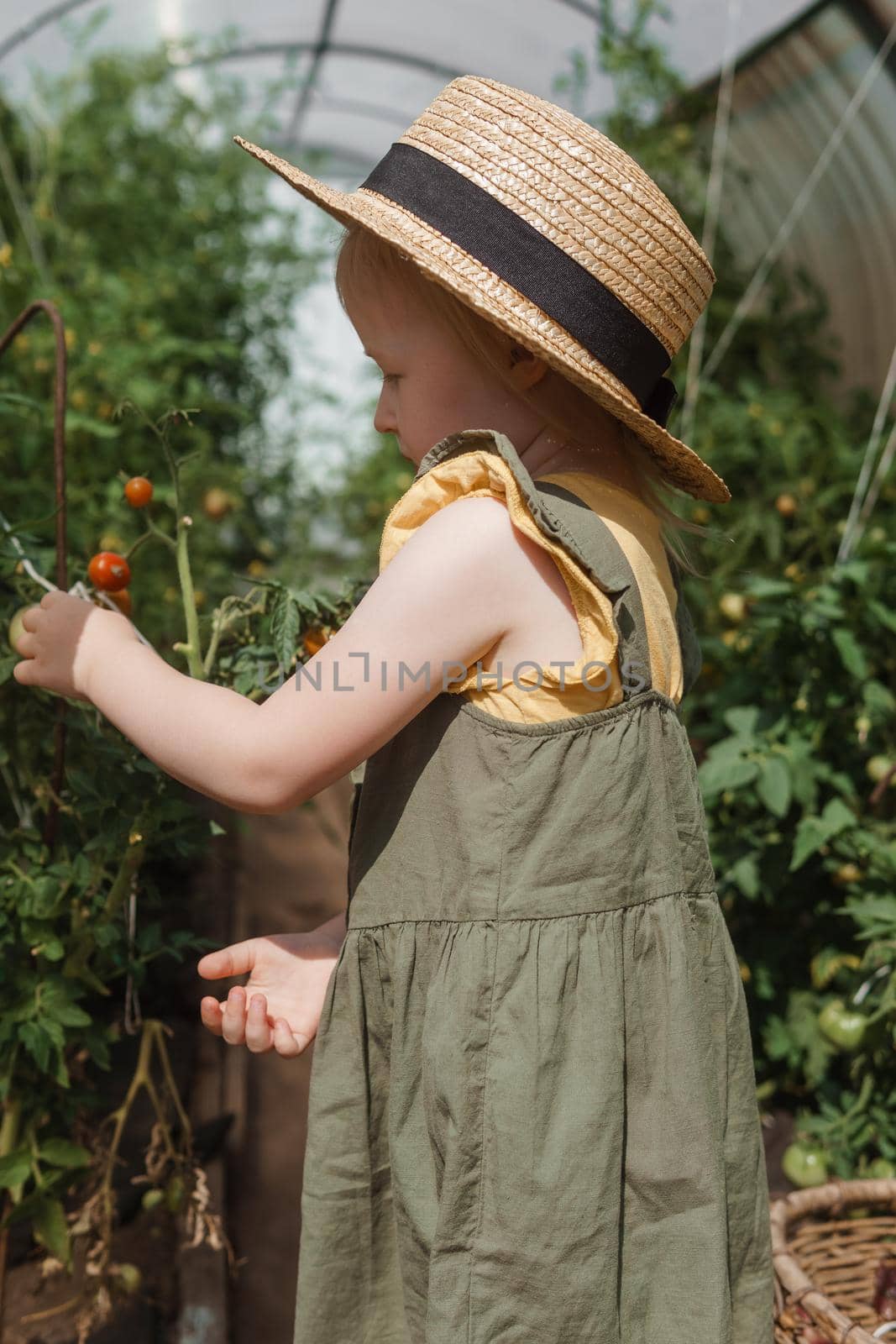 A little girl in a straw hat is picking tomatoes in a greenhouse. Harvest concept. Watering plants with water, caring for tomatoes.