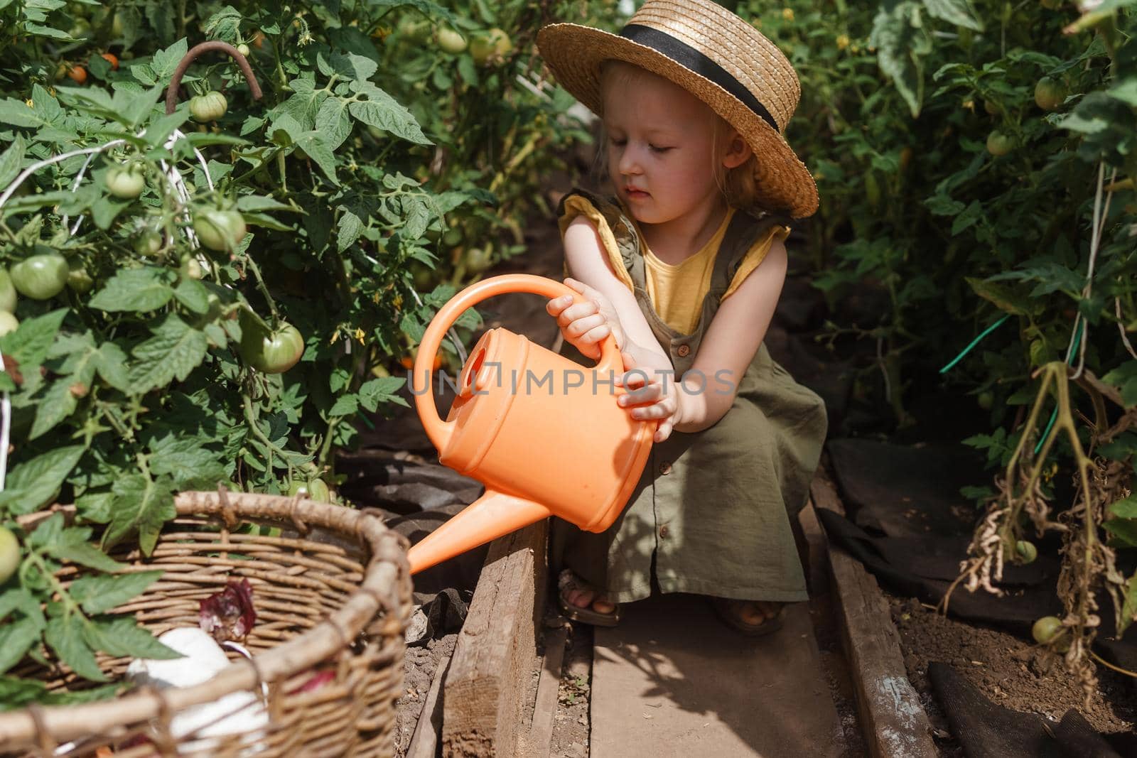 A little girl in a straw hat is picking tomatoes in a greenhouse. Harvest concept. Watering plants with water, caring for tomatoes.