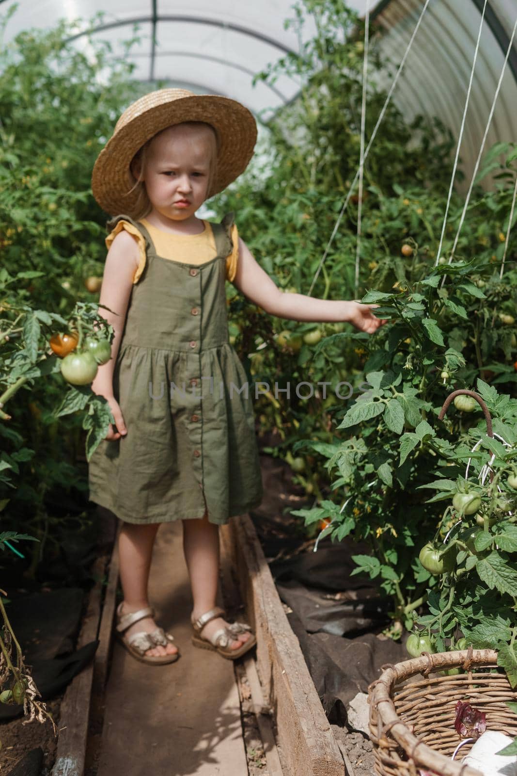 A little girl in a straw hat is picking tomatoes in a greenhouse. Harvest concept. Watering plants with water, caring for tomatoes.