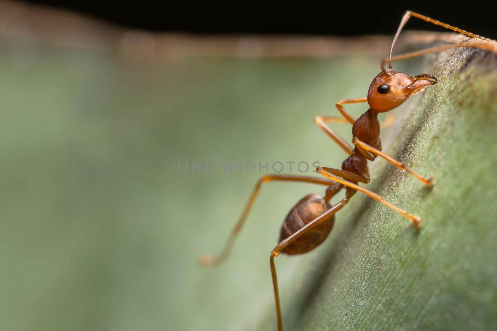 macro red ant