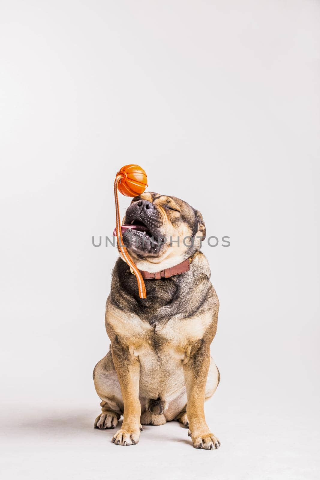 bulldog playing with toy over white background by Zahard