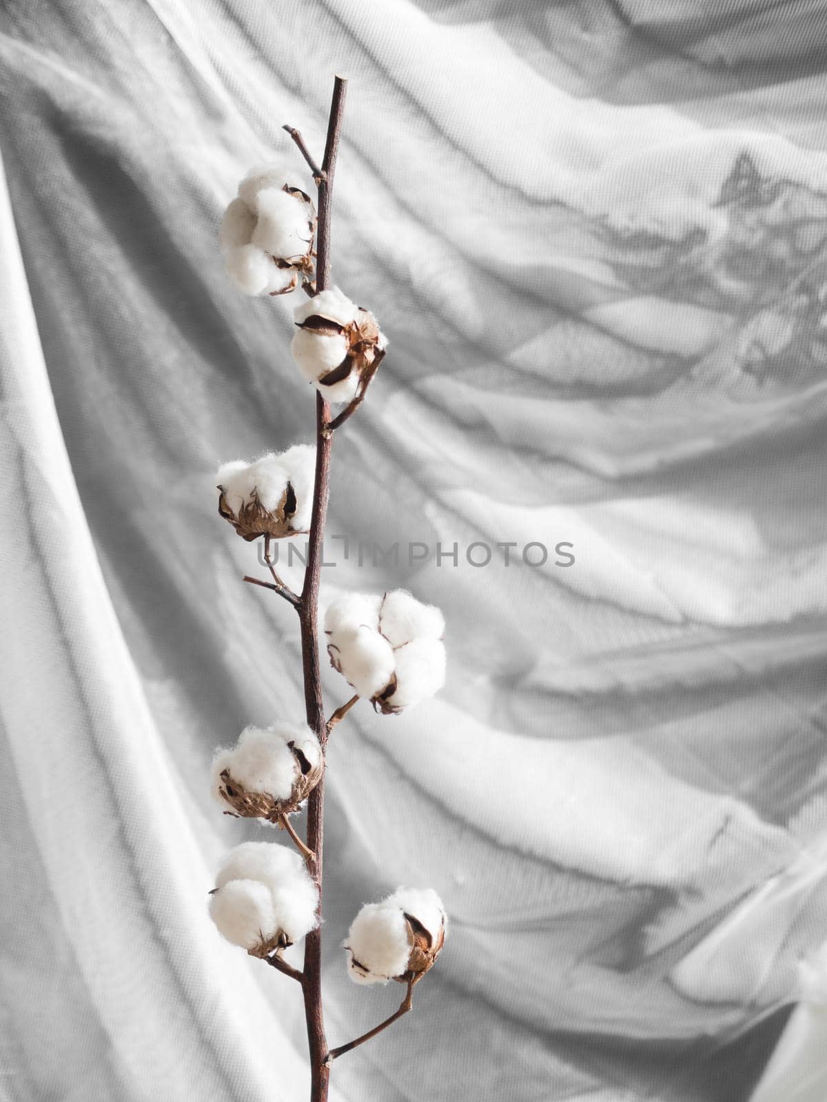 arrangement with cotton flowers branch by Zahard