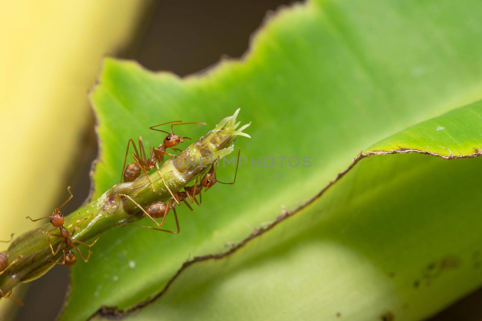Ants on the tree by yayimage