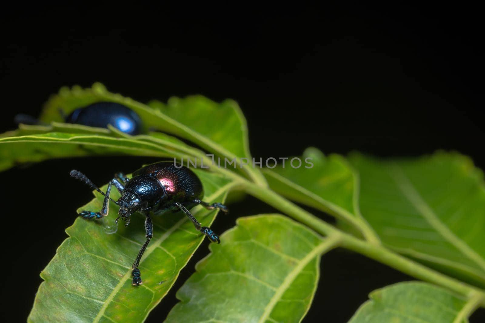 Close-ups Blue beetle