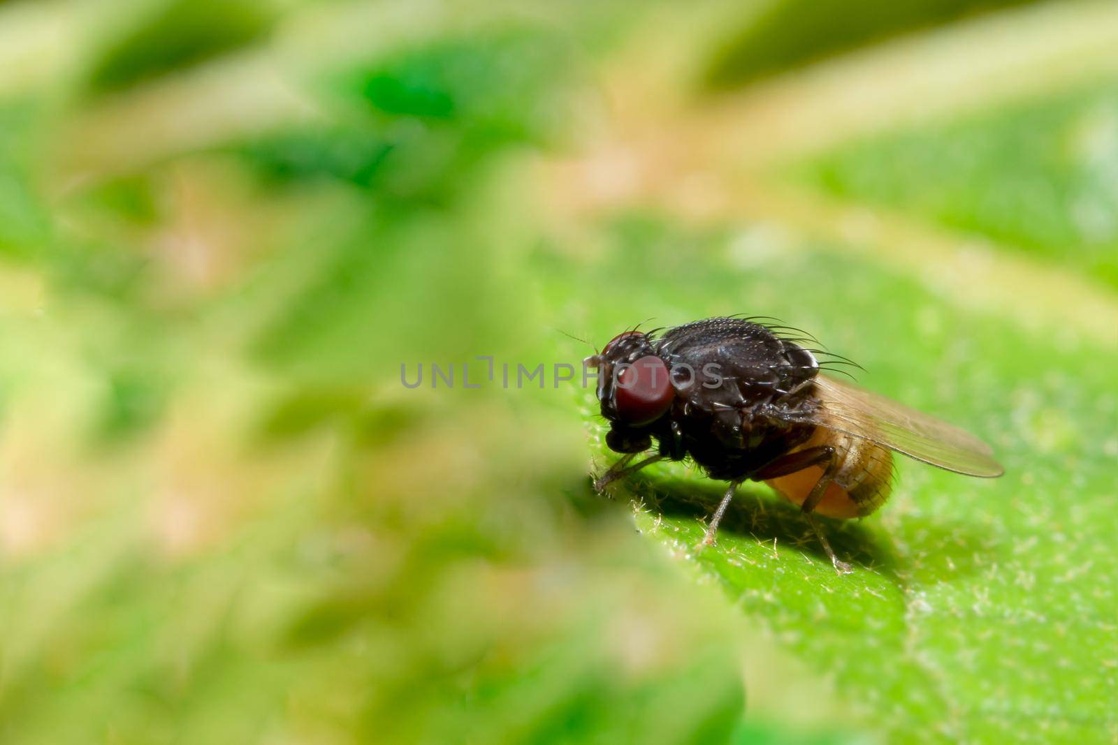 Close up photos of fruit fly