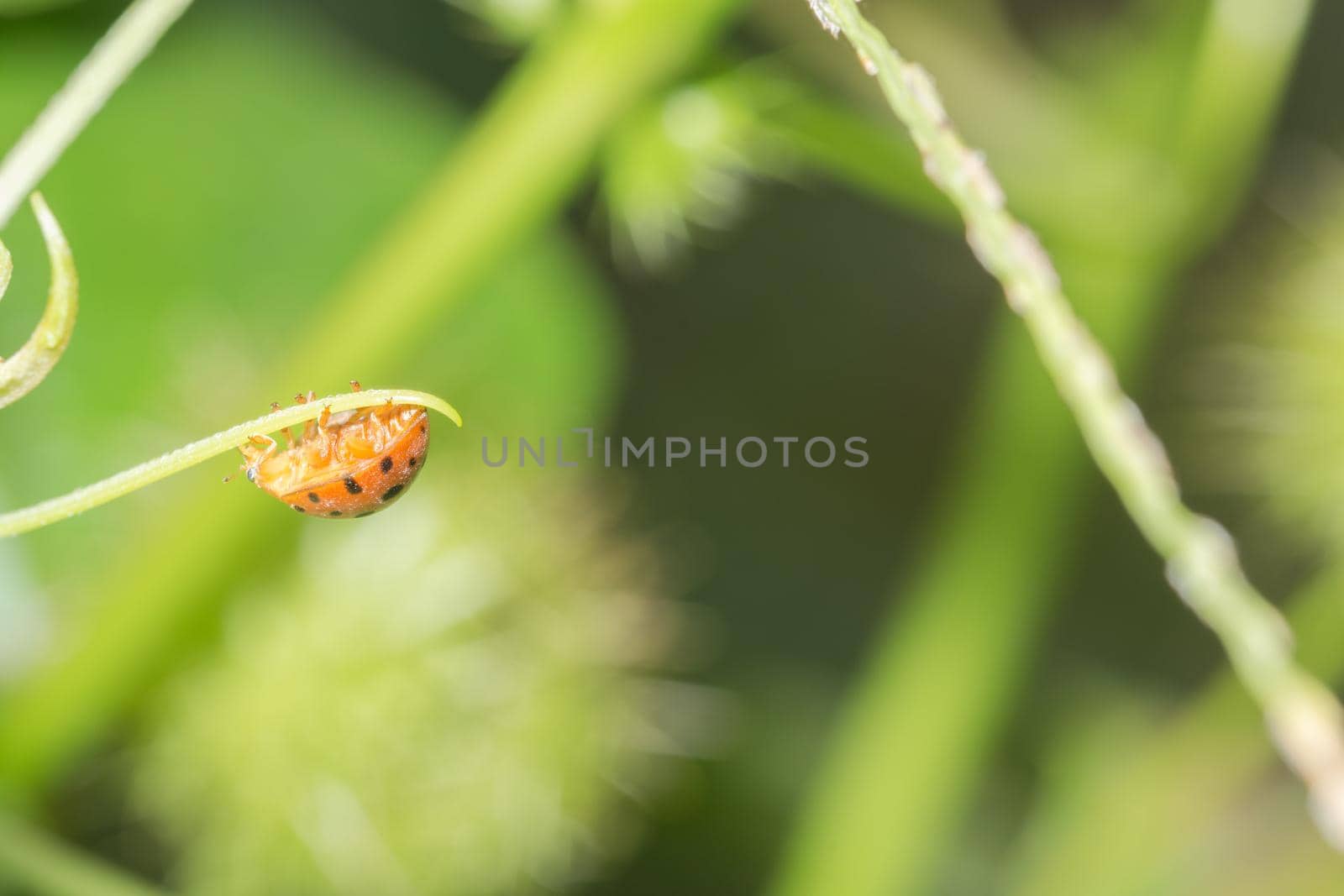 ladybug on leaf