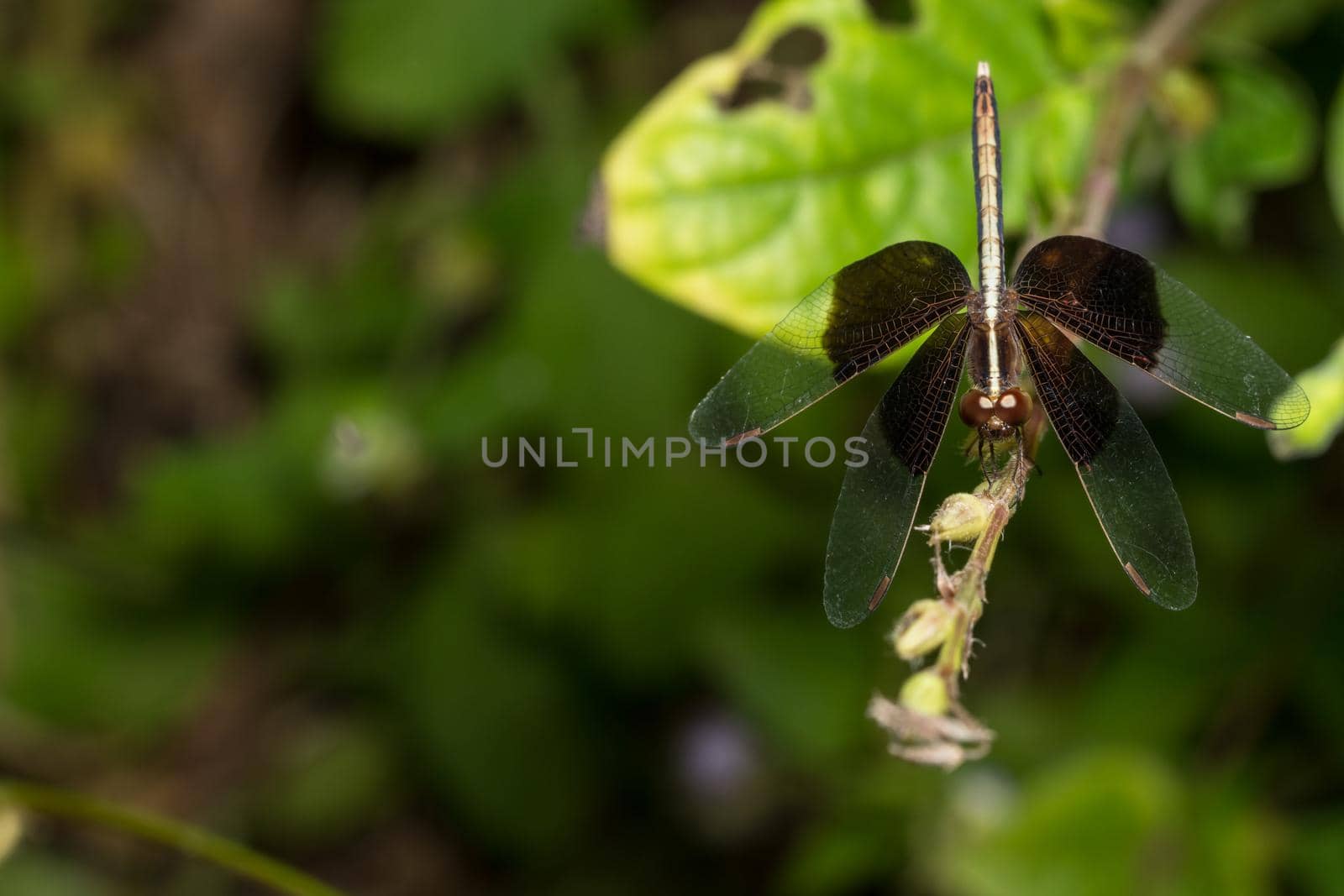 Take a short distance black dragonfly.