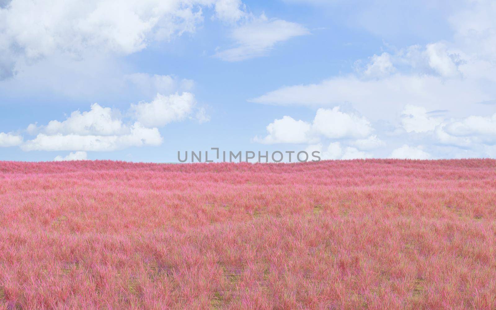 Pink grassland and outdoor background, 3d rendering. Computer digital drawing.