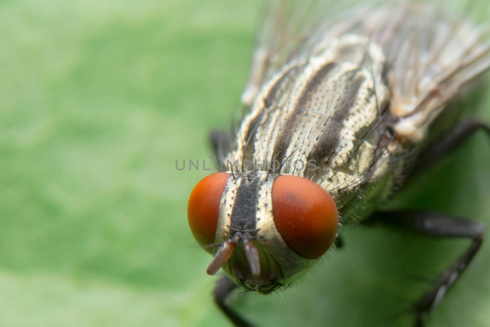 Close-up photo of a fly on a leaf