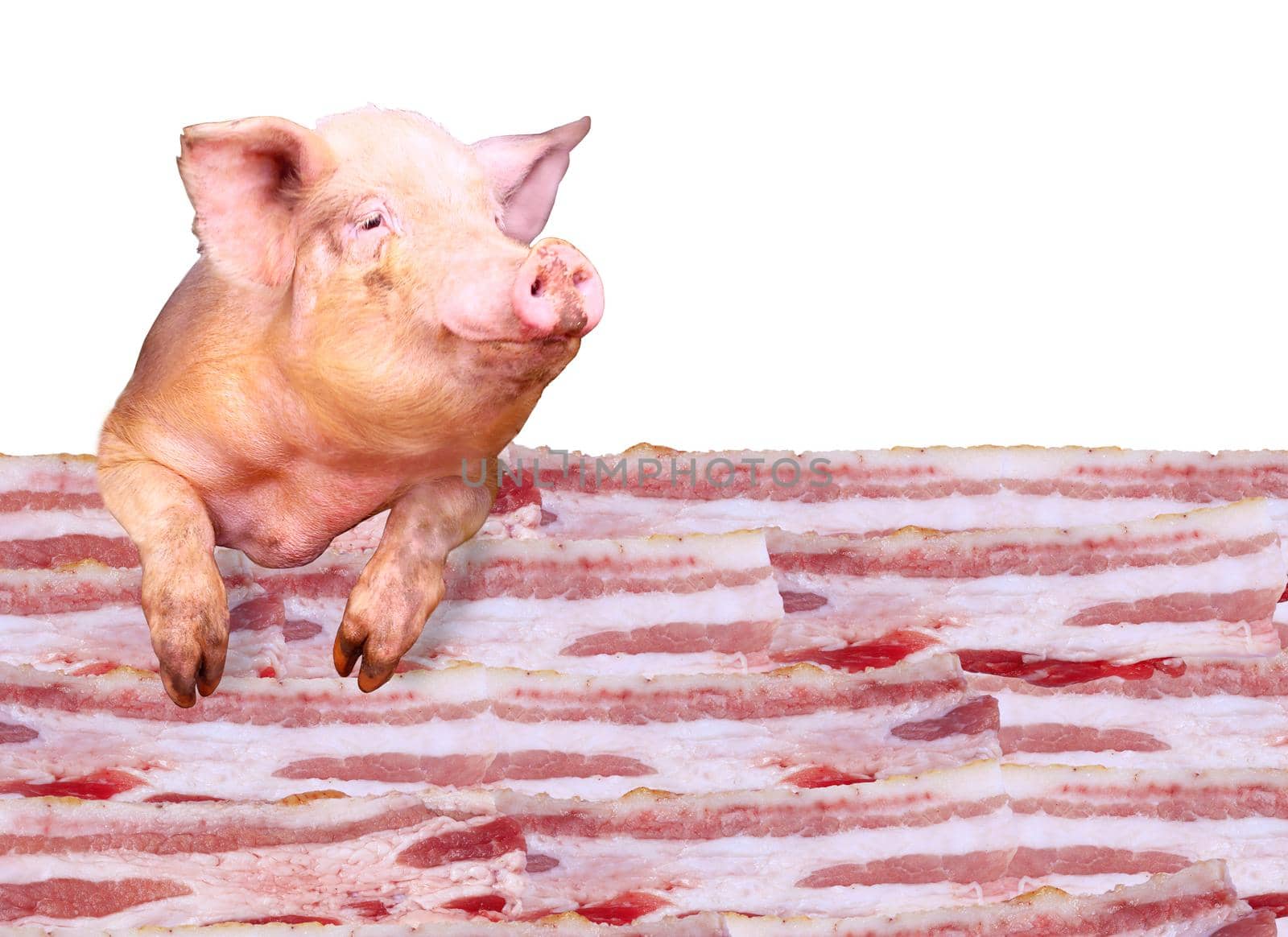 Pig looks out over the layers of lards on the white background. Sign-board for butcher's shop