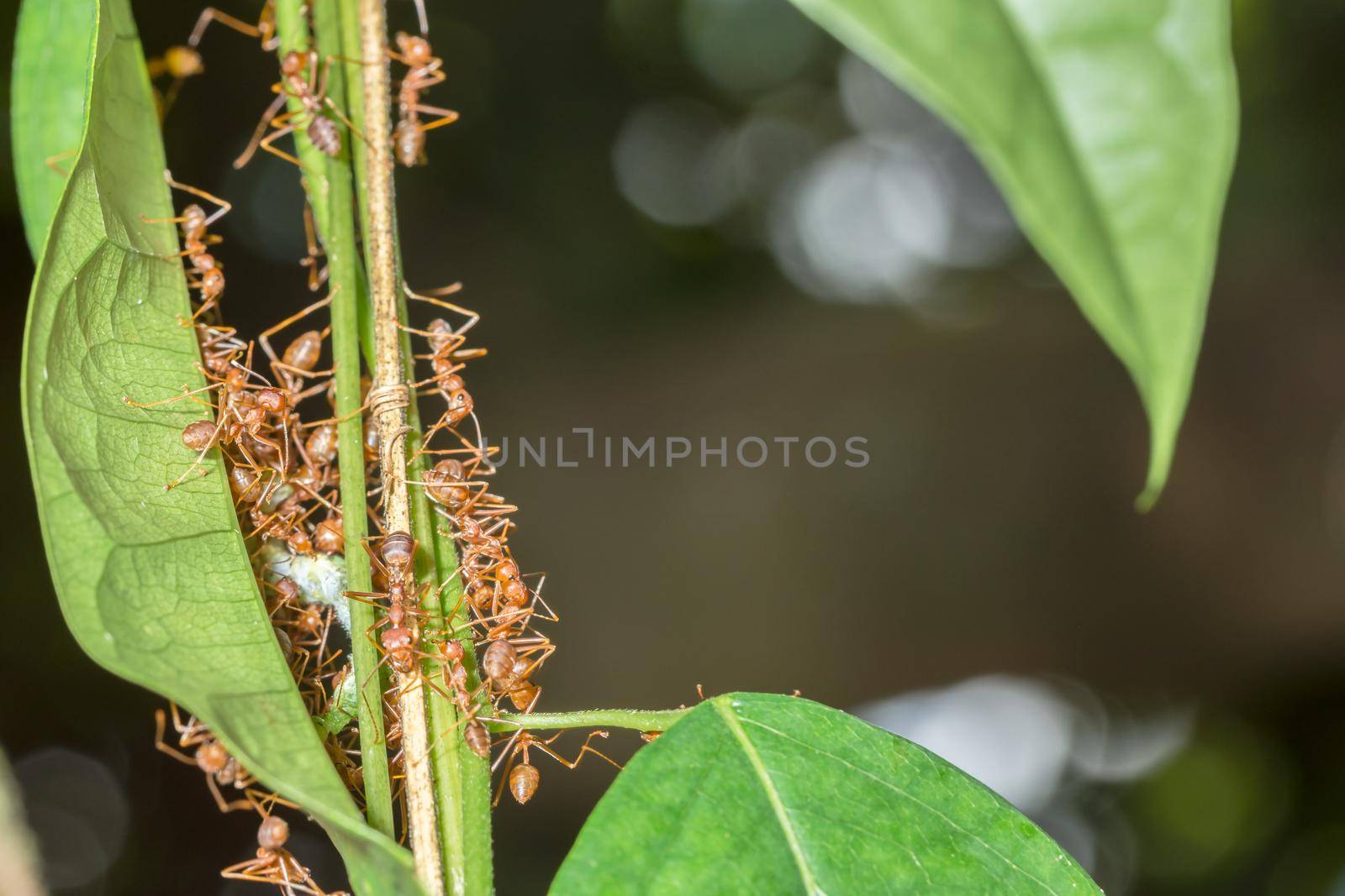 Red ants are feeding