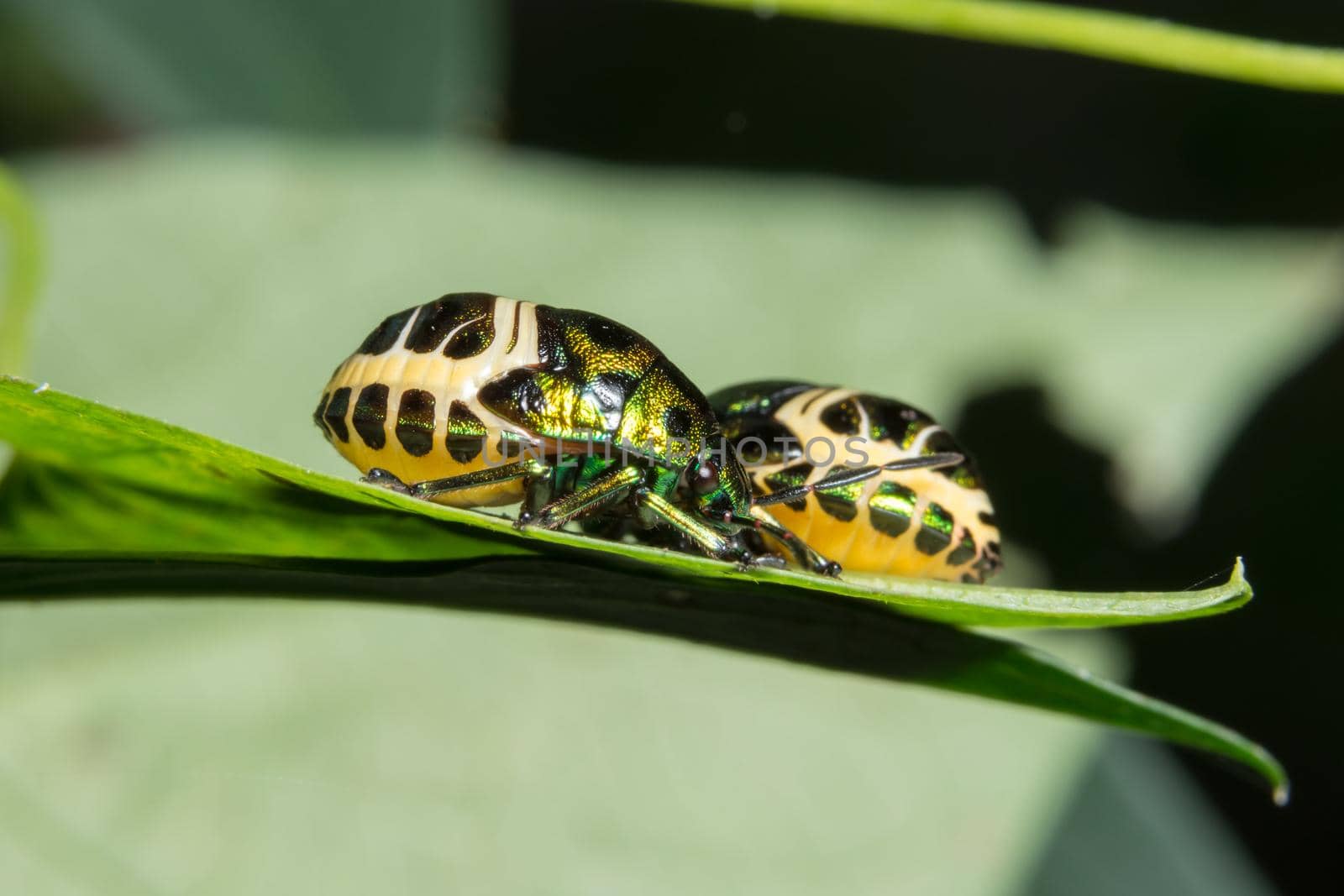 Macro ladybug on leaf