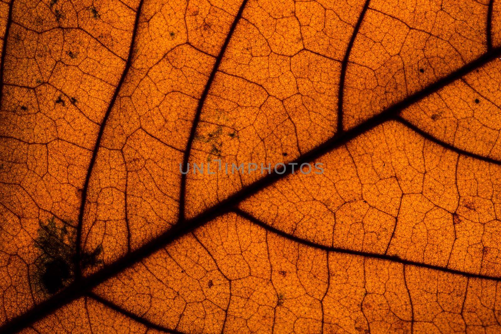 Background pattern of leaf