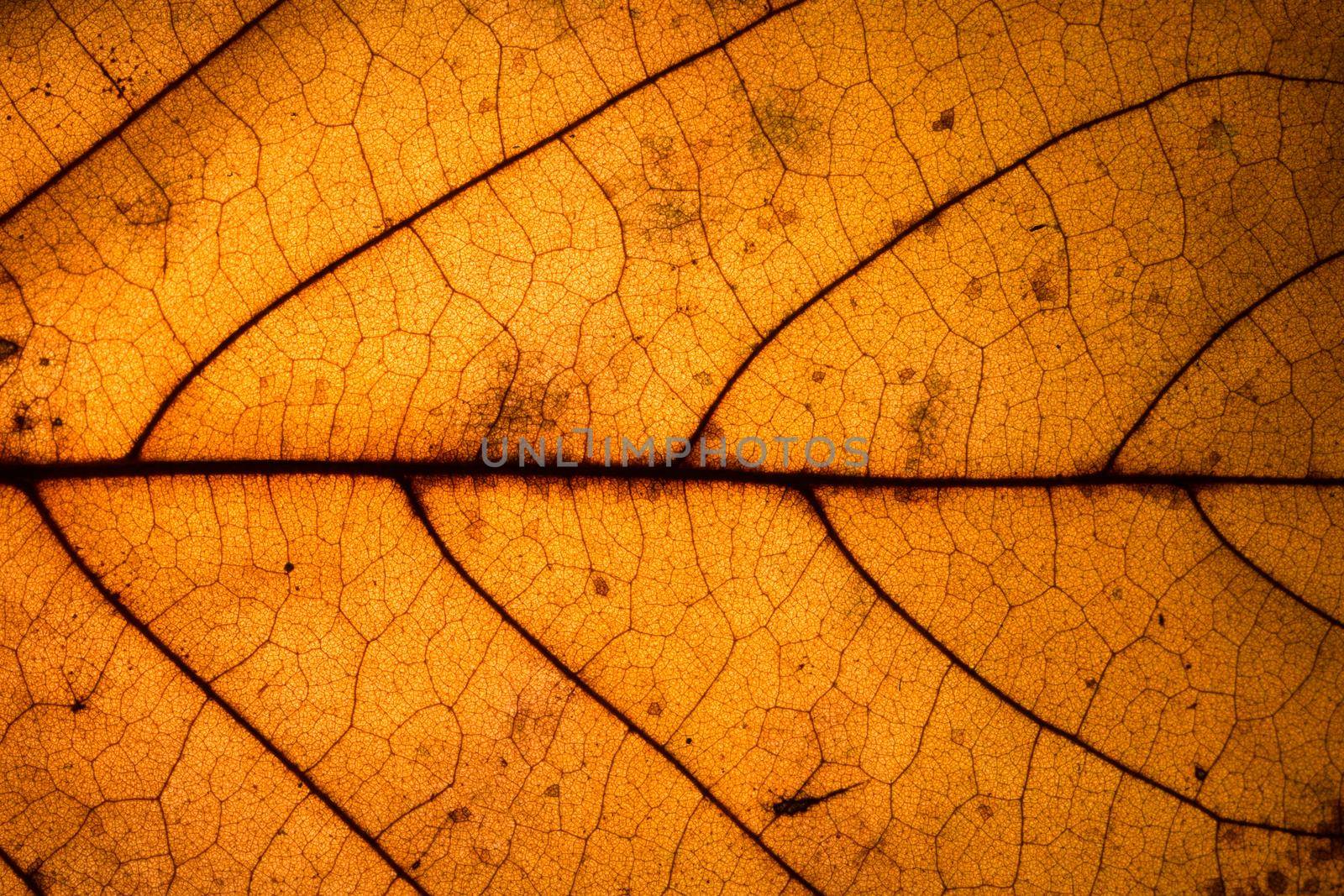 Background pattern of leaf