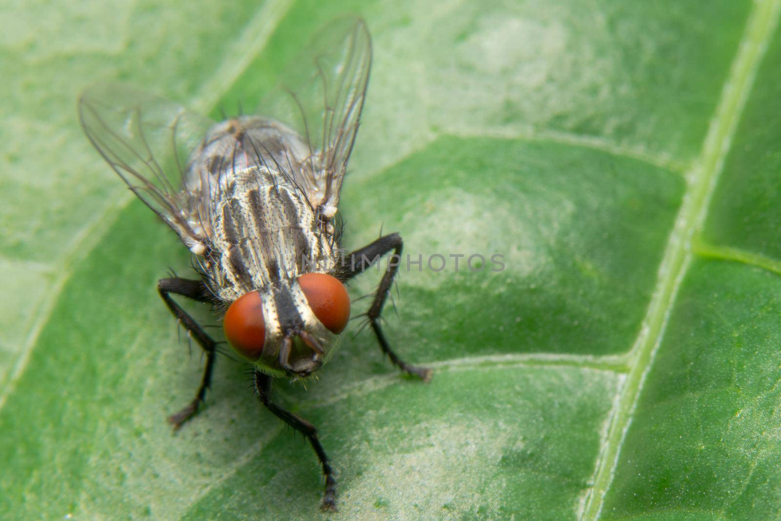 Close-up photo of a fly on a leaf