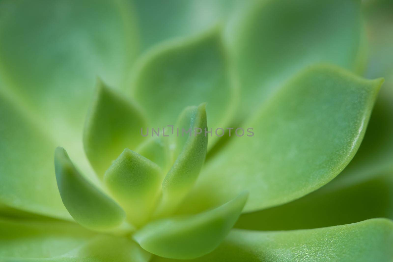 Macro green cactus