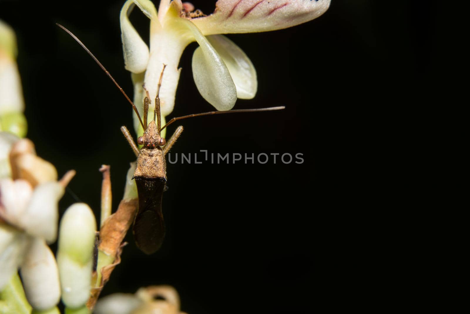 Hemiptera close-up photo on a branch