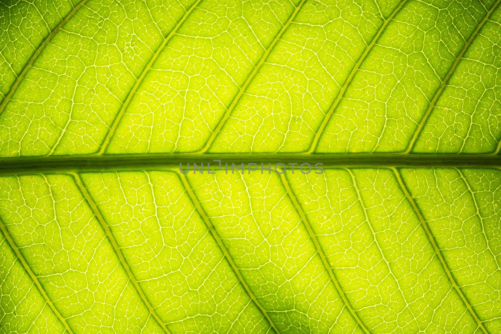 Background pattern of leaf