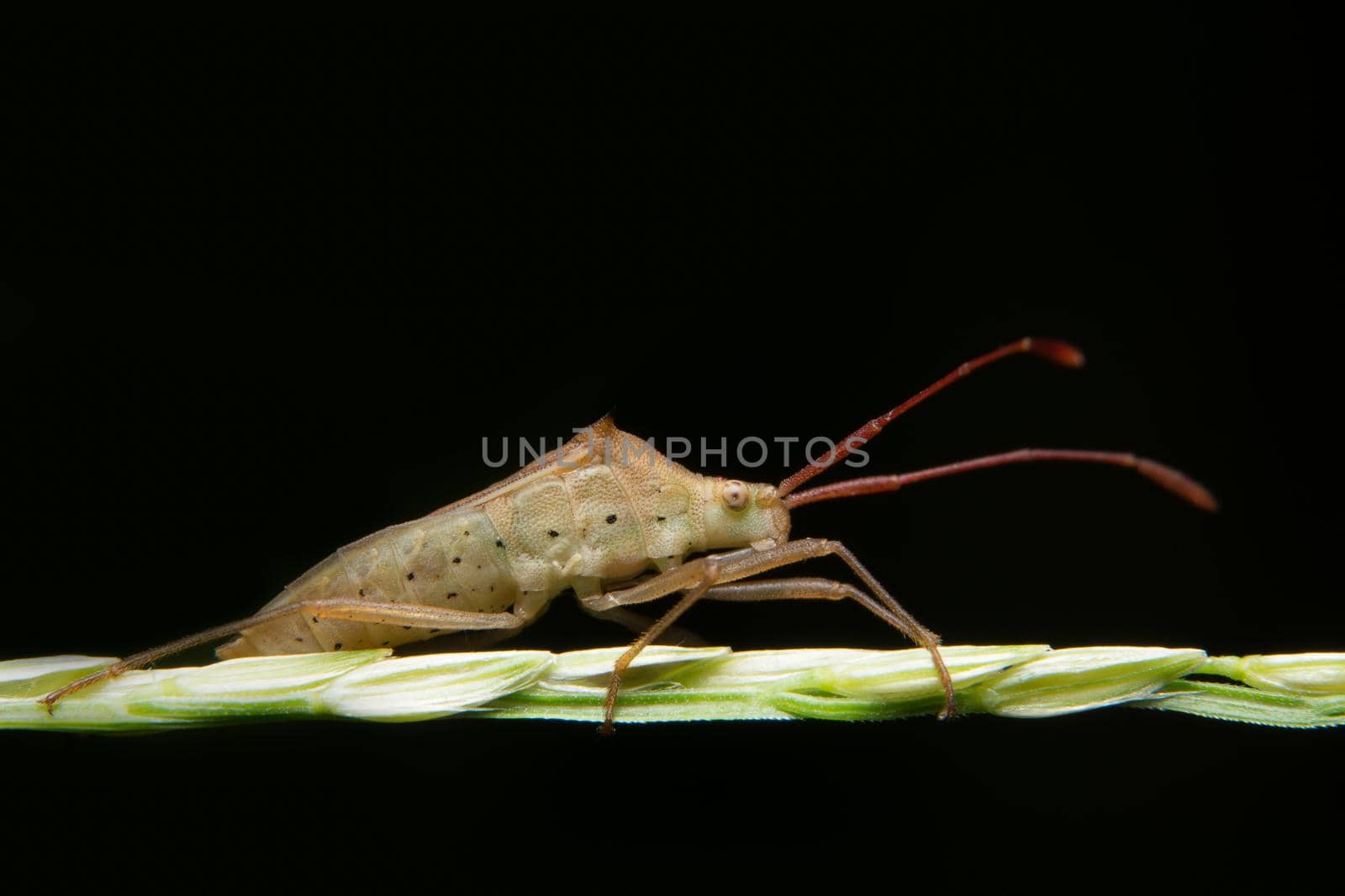 Hemiptera close-up photo on a branch