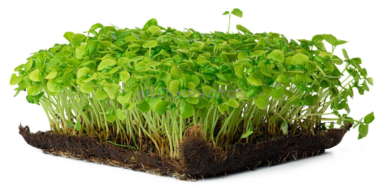 Micro green sprouts of sunflower isolated on white background