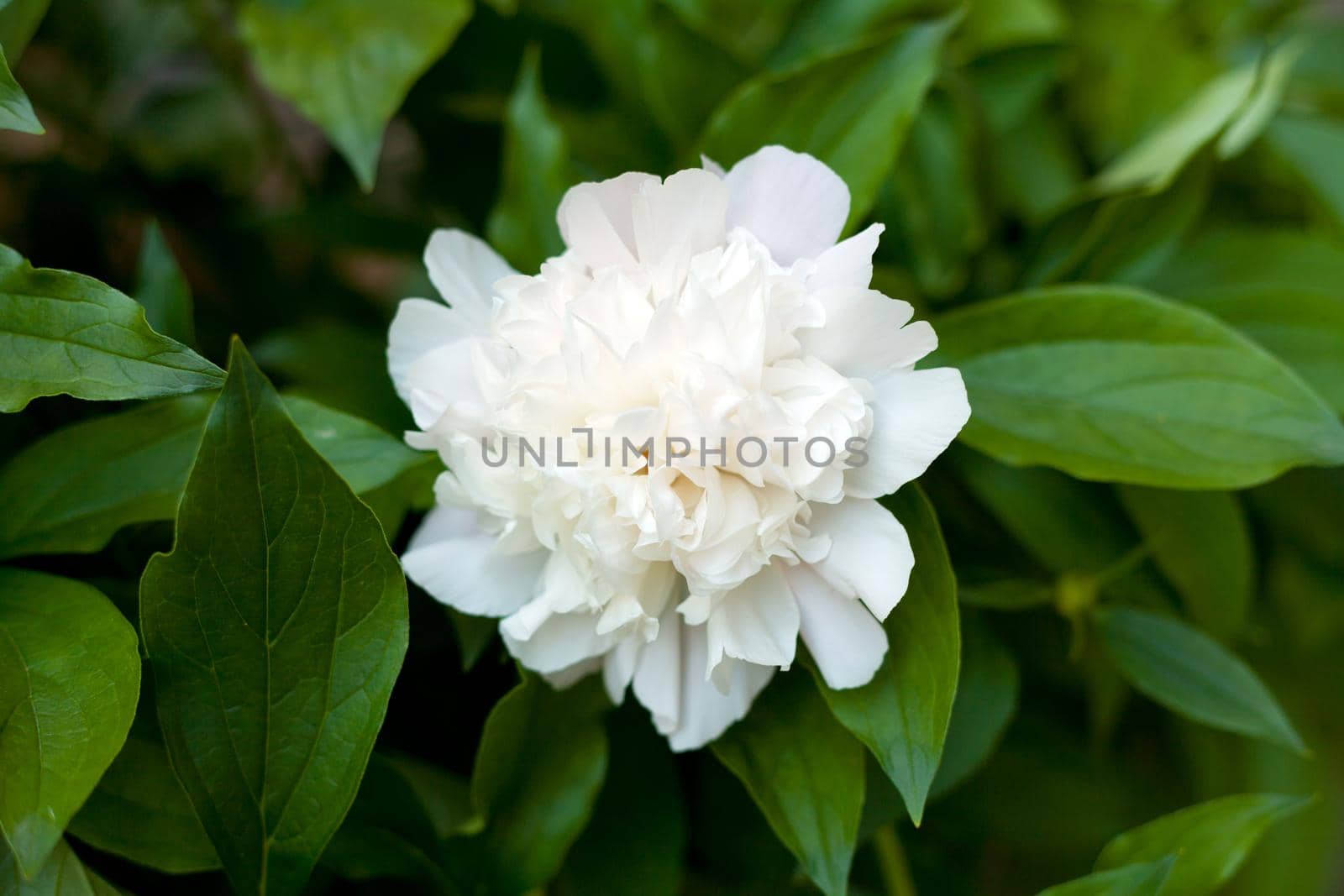 green leafs and white peonies pattern. white peony flower. Flower light texture. Floral background.