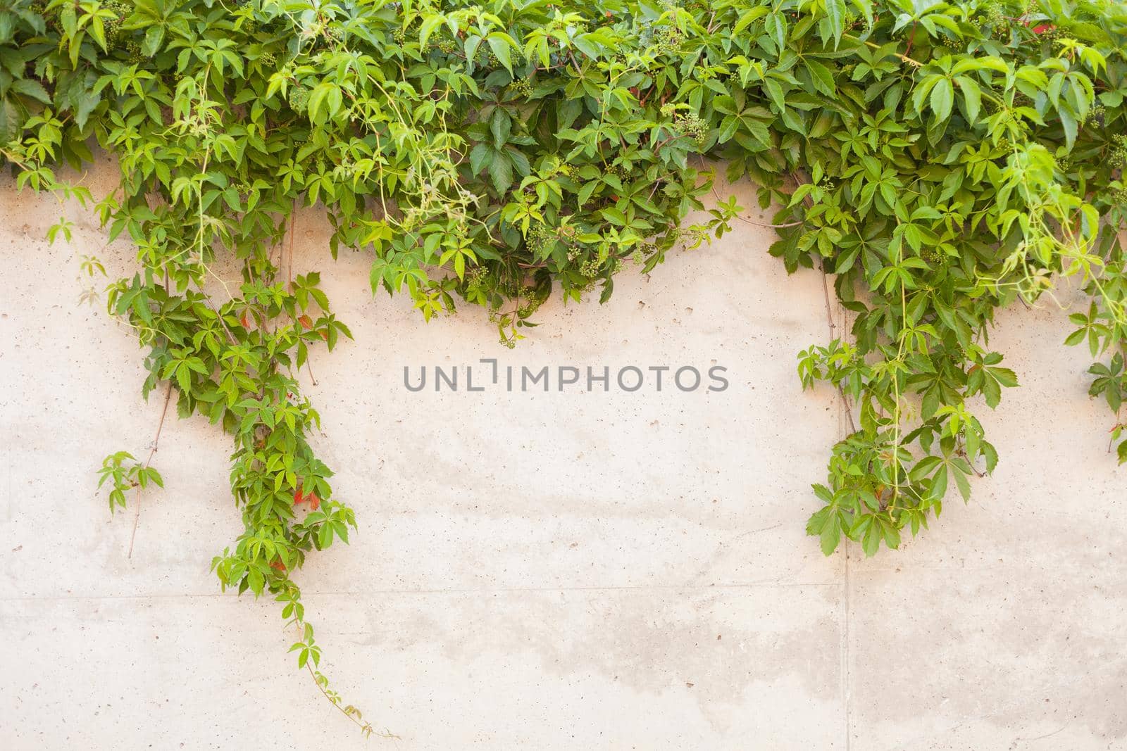 concrete wall with green grape. Background of textured old concrete wall with climbing plant Virginia creeper -virgin grape, lat. Parthenocissus quinquefolia on it.