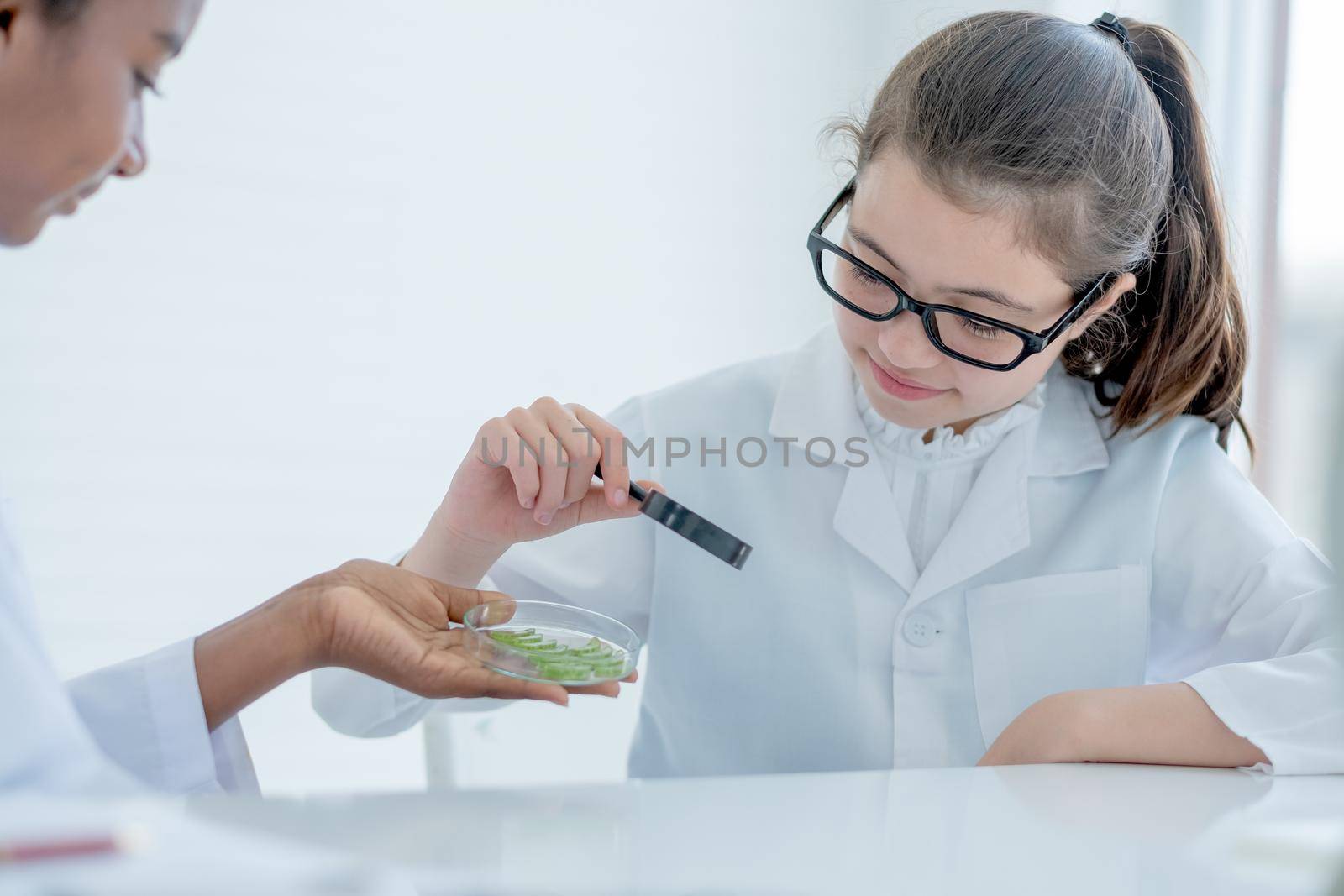 Young Caucasian scientist girl hold magnifying glass and look to glass plate with piece of plant tissues that hold by African American friend during do experiment in laboratory or classroom.