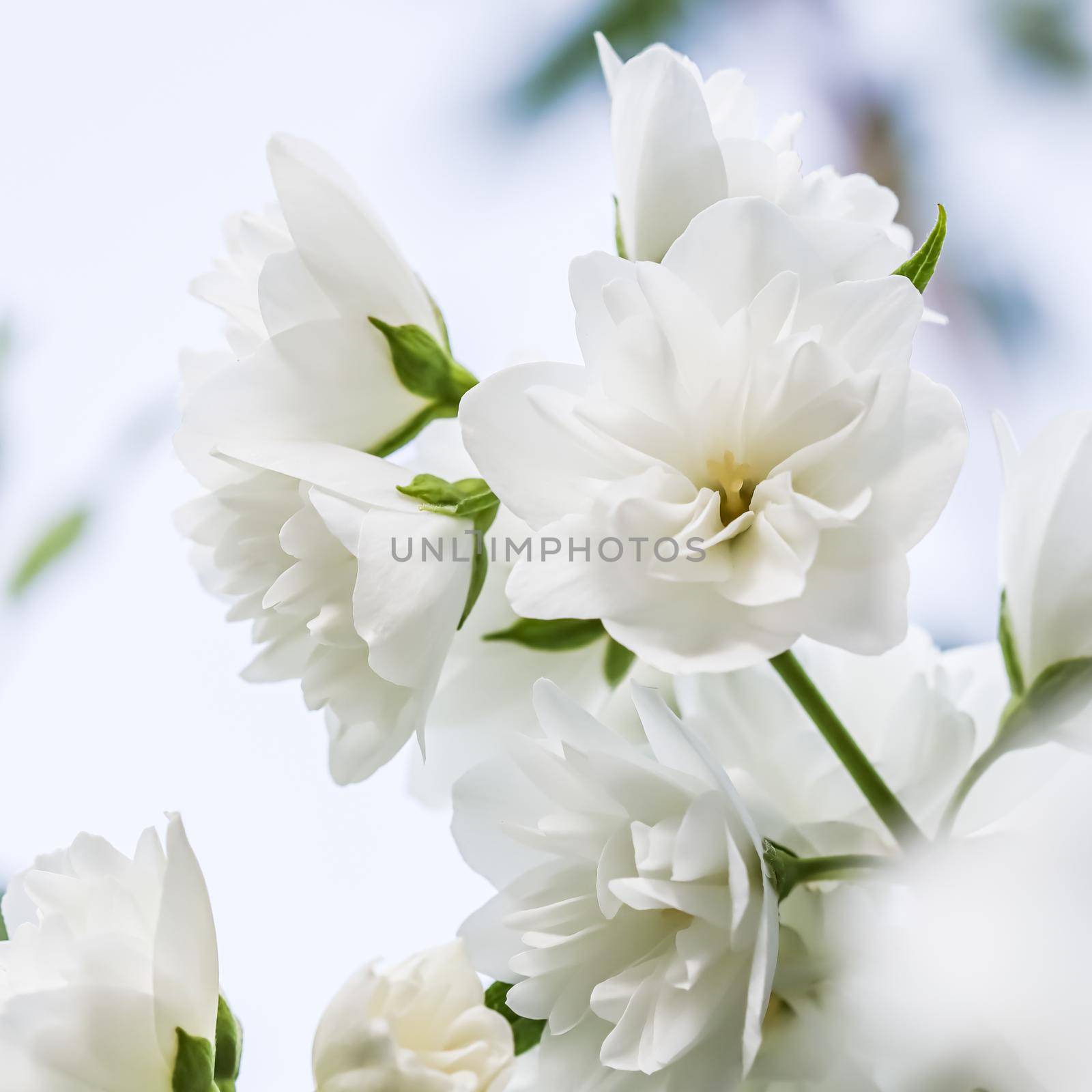 Soft focus, abstract floral background, White terry Jasmine flower petals. Macro flowers backdrop for holiday brand design