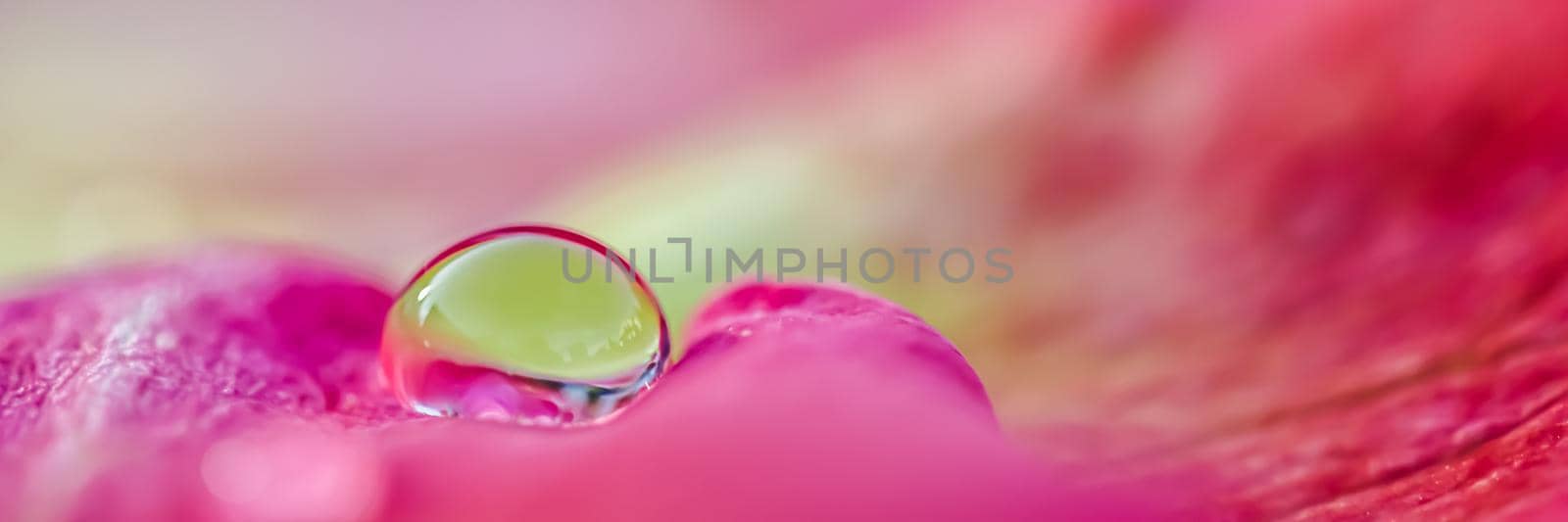 Red yellow rose petals with drops of water. Aromatherapy and spa concept. Blurred floral background by Olayola