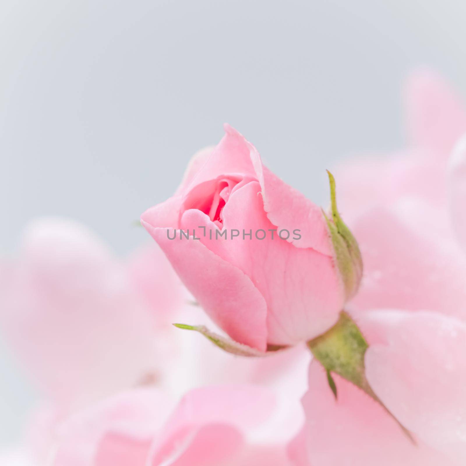 Pink rose bud on gray background. Perfect for greeting cards and invitations for wedding, birthday, Valentine's Day, Mother's Day.