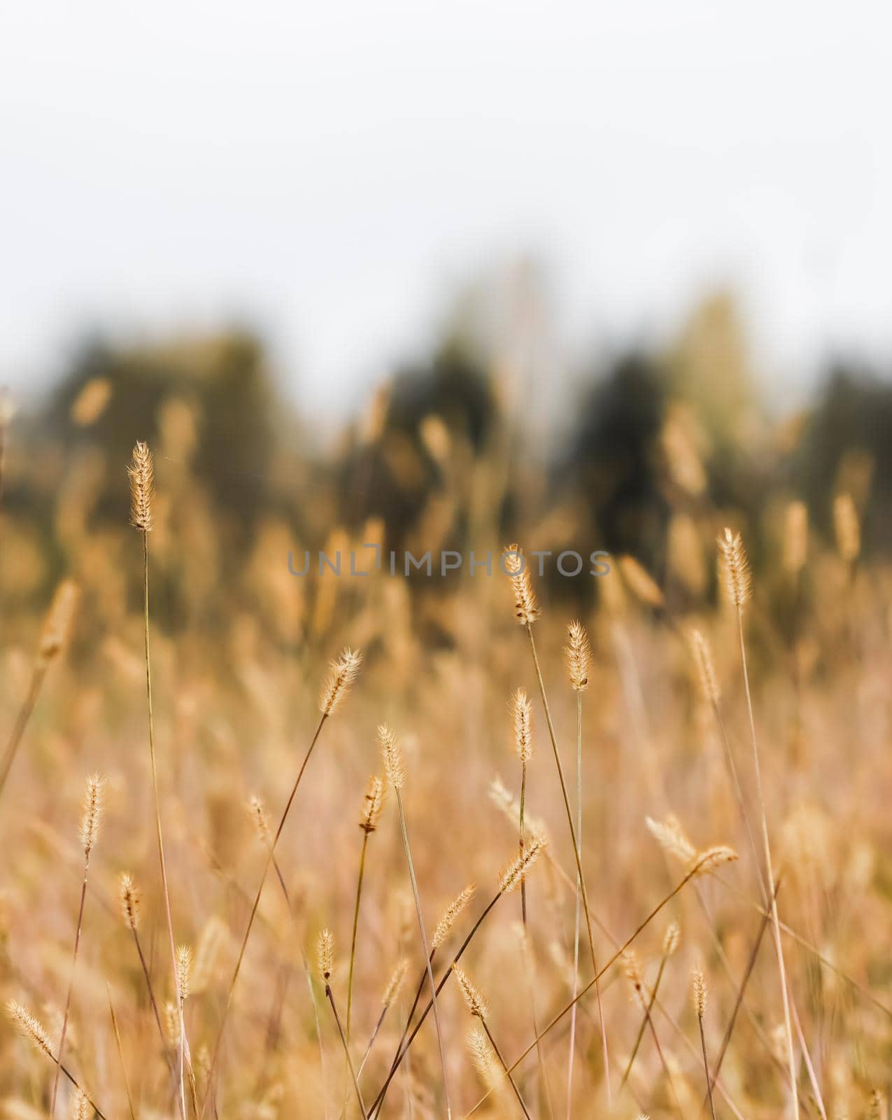 Golden spikelets of plants on an autumn field..Natural background