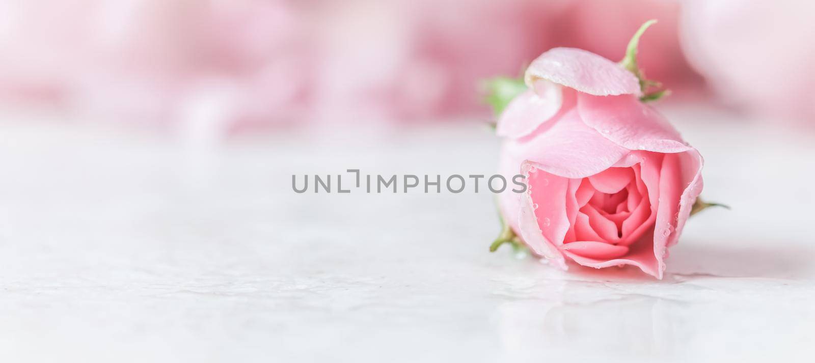 Beautiful pink rose with water drops on white marble. Can be used as background. Soft focus. Romantic style by Olayola