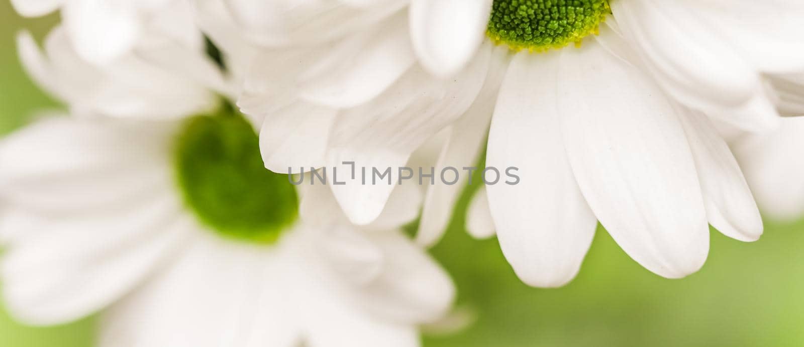 Soft focus, retro art, vintage card and botanical concept - Abstract floral background, white chrysanthemum flower petals. Macro flowers backdrop for holiday brand design