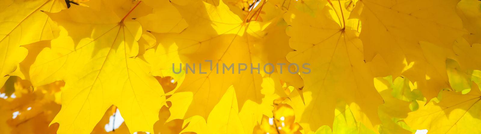 Bright yellow maple leaves lit by sunlight. Autumn background