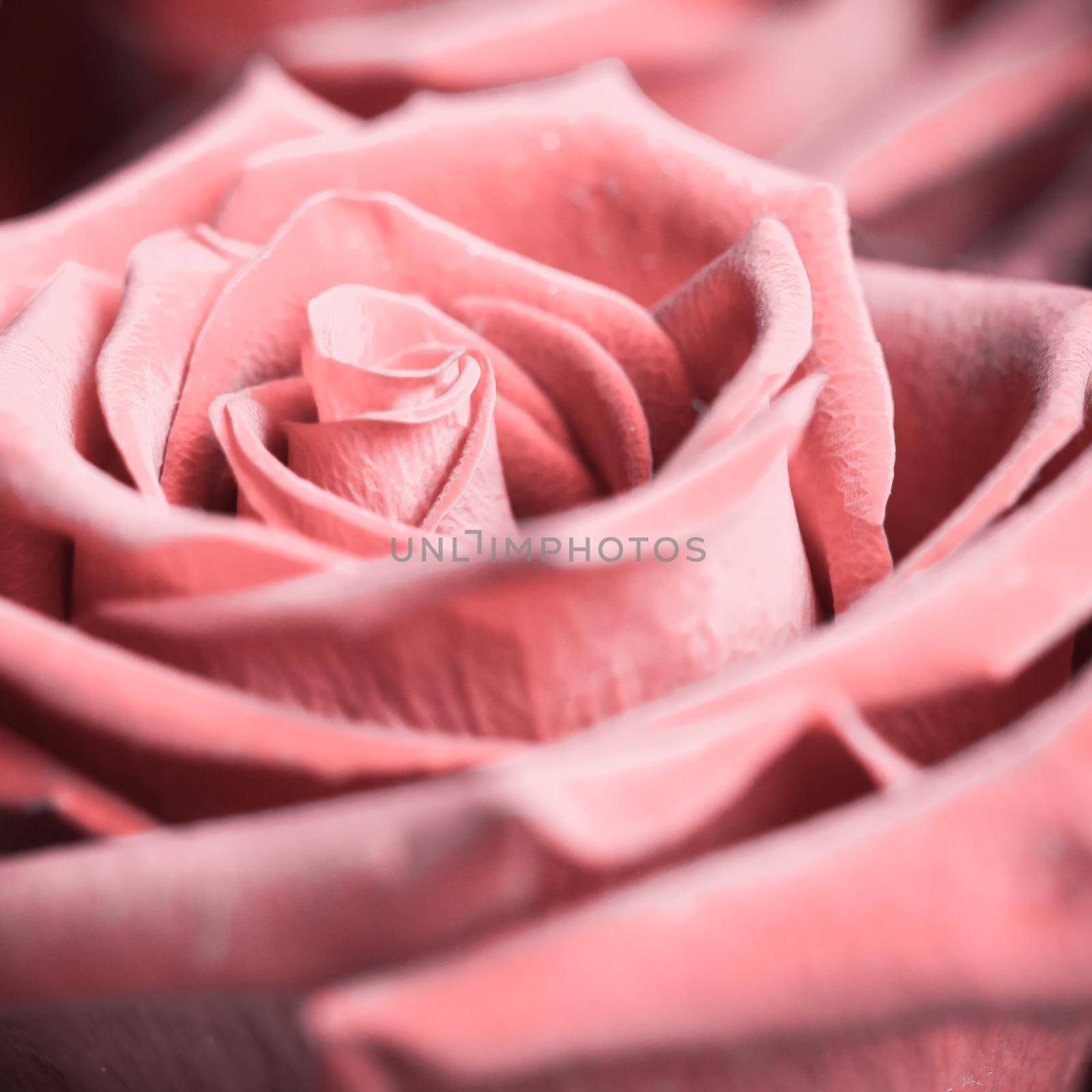 Beautiful pink rose. Perfect background for a greeting card by Olayola