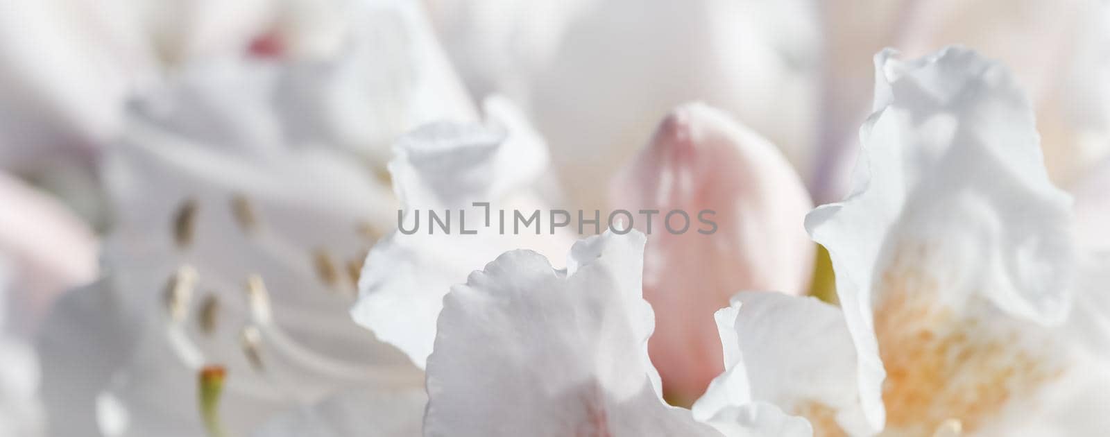 Botanical concept - Soft focus, abstract floral background, white Rhododendron flower petals. Macro flowers backdrop for holiday brand design