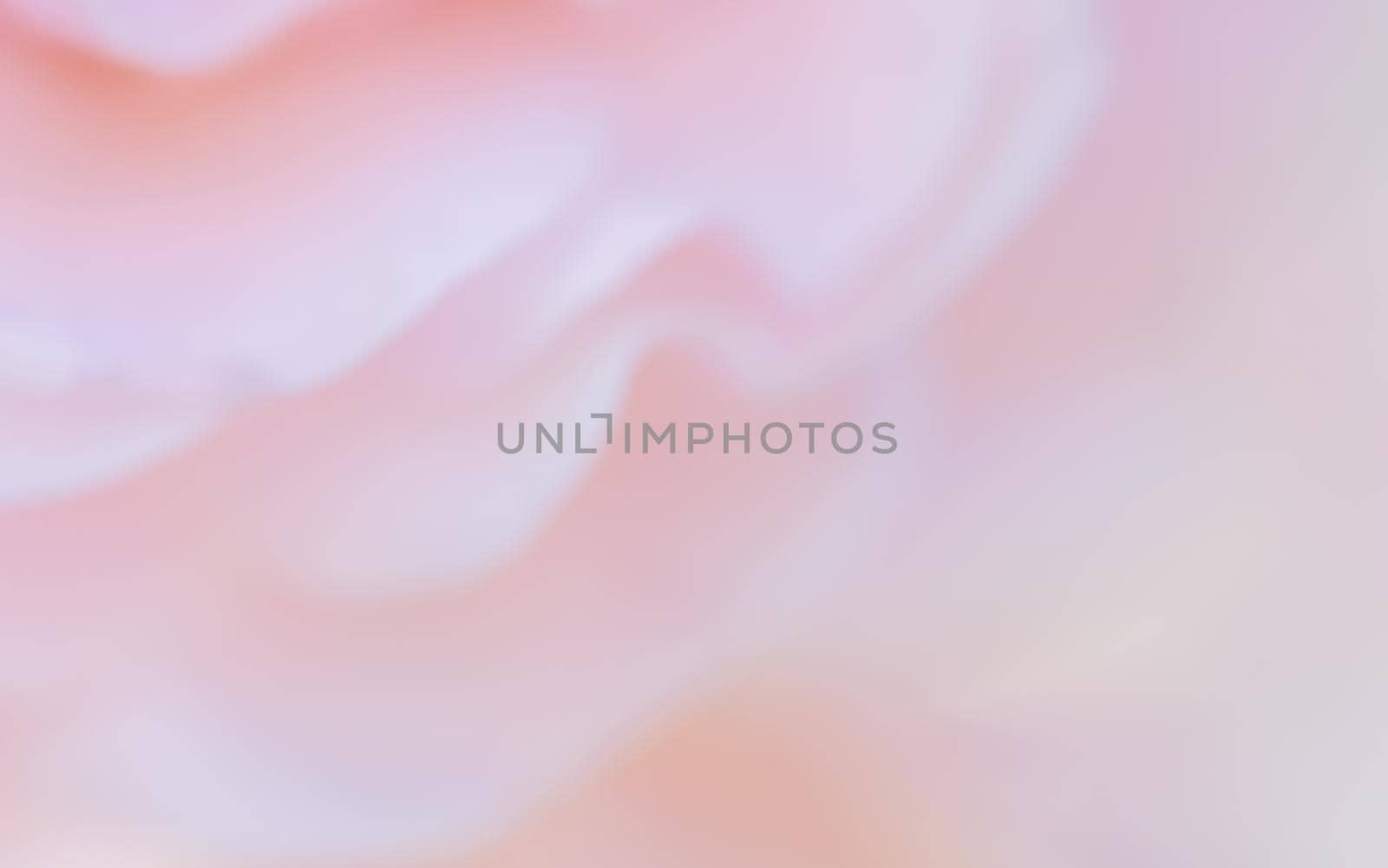 Botanical concept, wedding invitation card - Soft focus, abstract floral background, pink rose flower petals. Macro flowers backdrop for holiday design