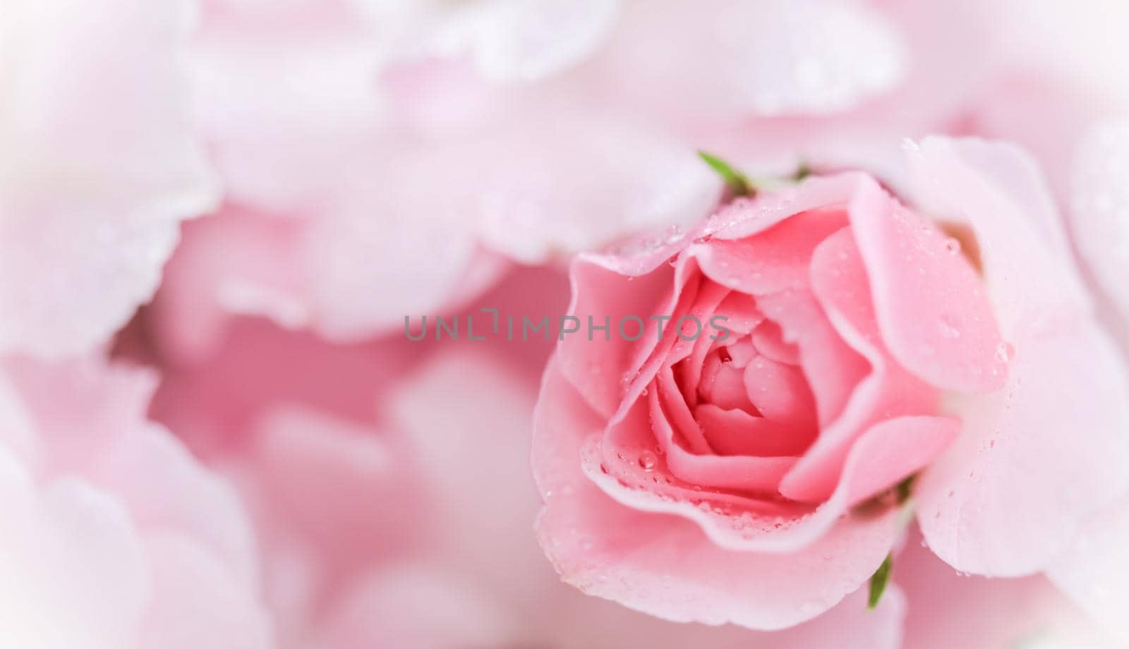 Beautiful pink rose with water drops. Can be used as background. Soft focus. Romantic style