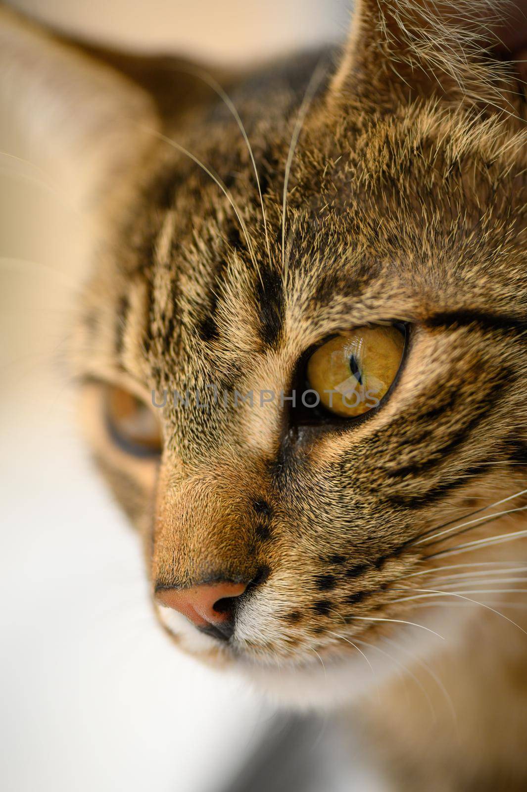 Portrait of young european shorthair breed cat's head, shallow DOF, focus at left eye