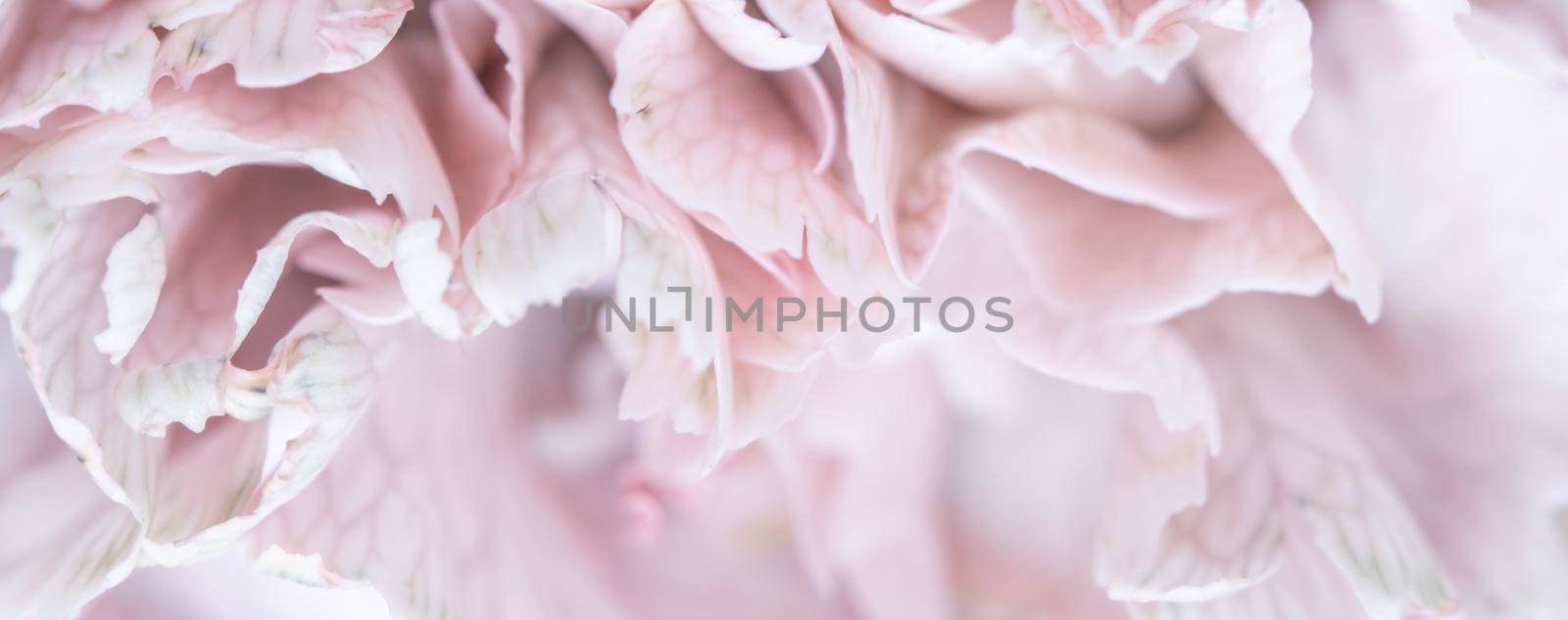Abstract floral background, pale pink carnation flower petals. Macro flowers backdrop for holiday brand design..