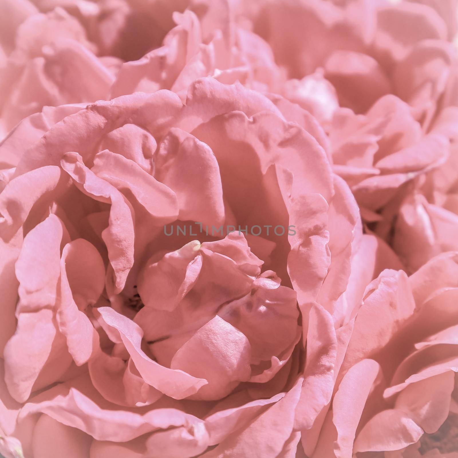 Background of beautiful pink roses. Ideal for greeting cards for wedding, birthday, Valentine's Day, Mother's Day. by Olayola