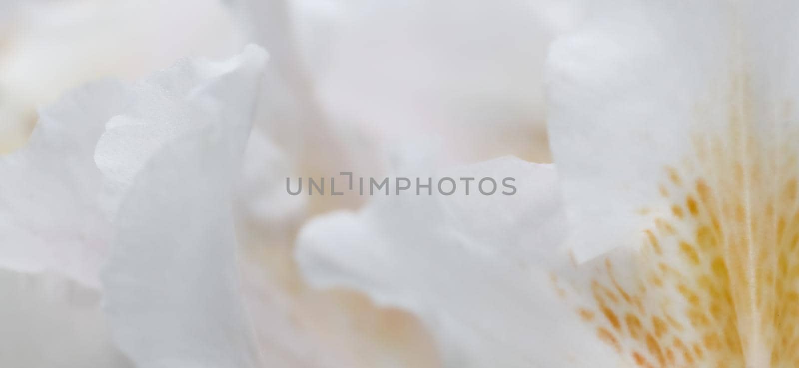 Botanical concept - Soft focus, abstract floral background, white Rhododendron flower petals. Macro flowers backdrop for holiday brand design