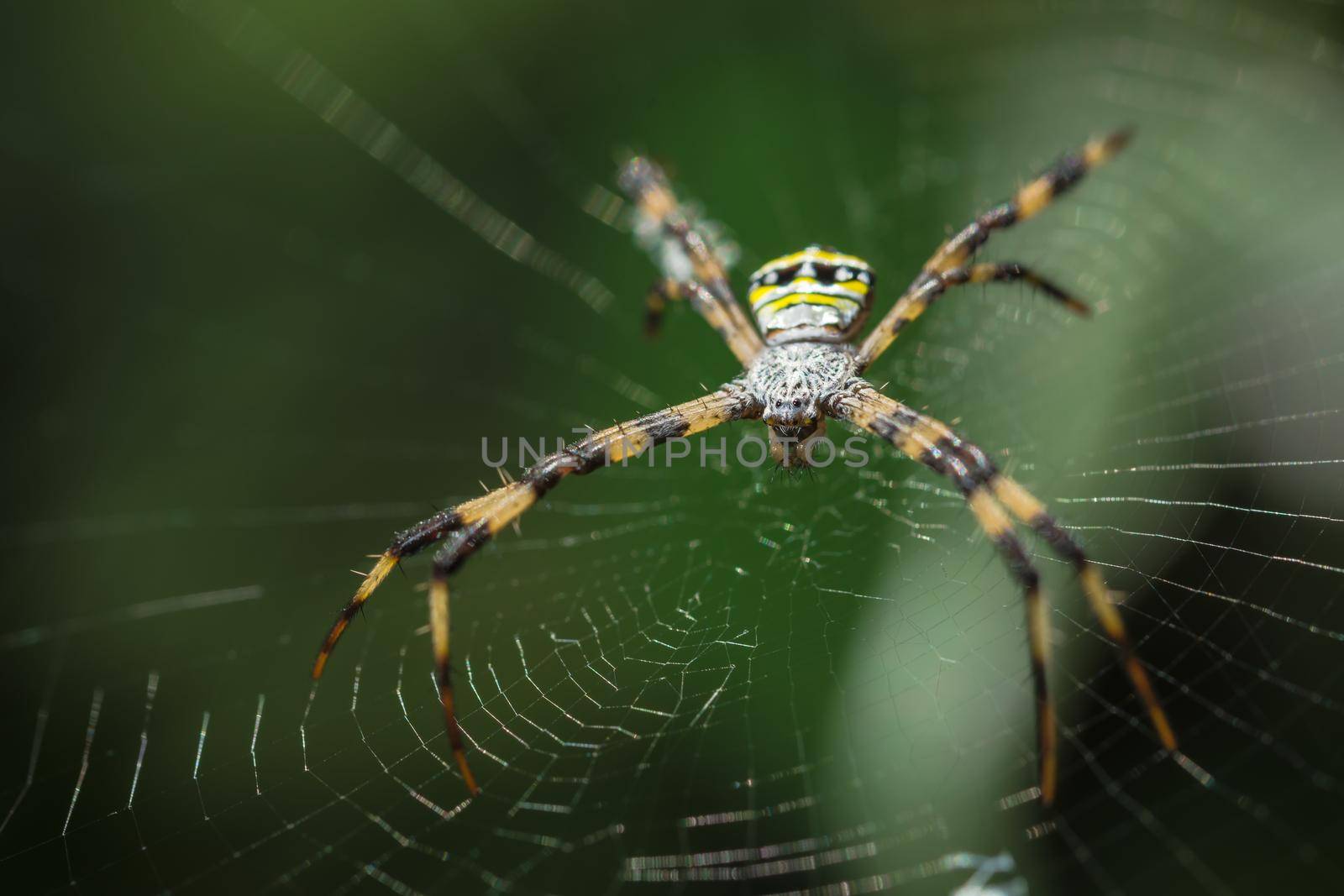 Spider on the spider web